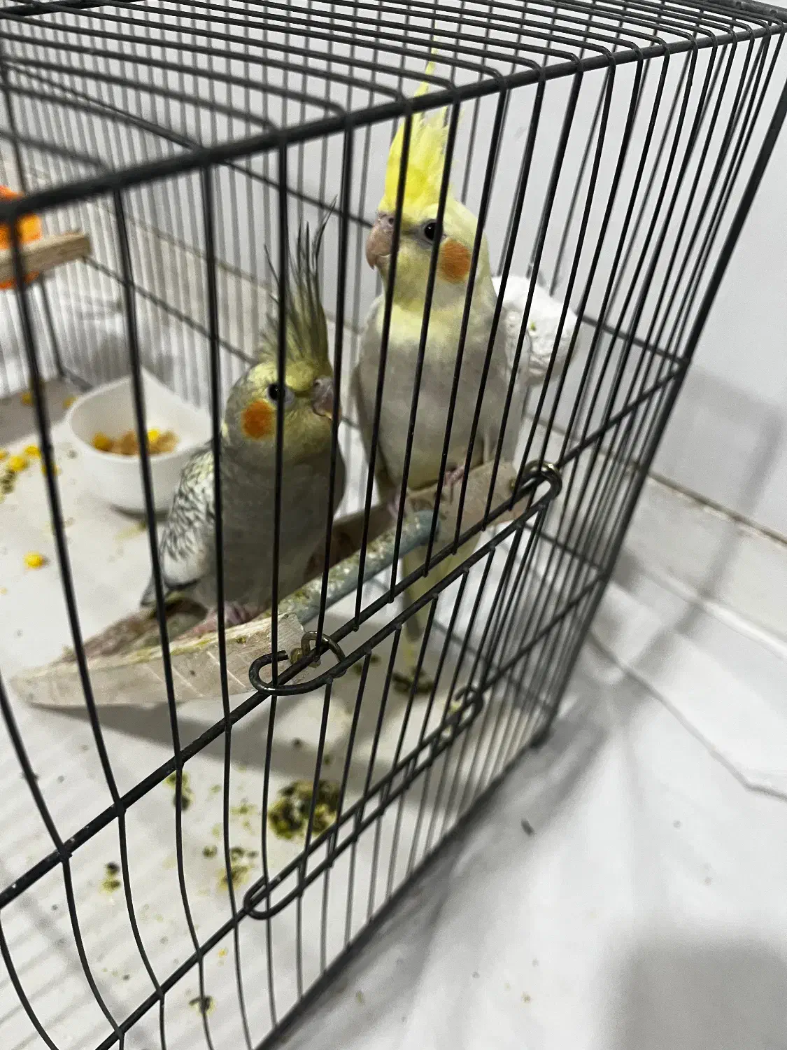 عروس هلندی جوجه|پرنده|قدس, شهر‌قدس|دیوار