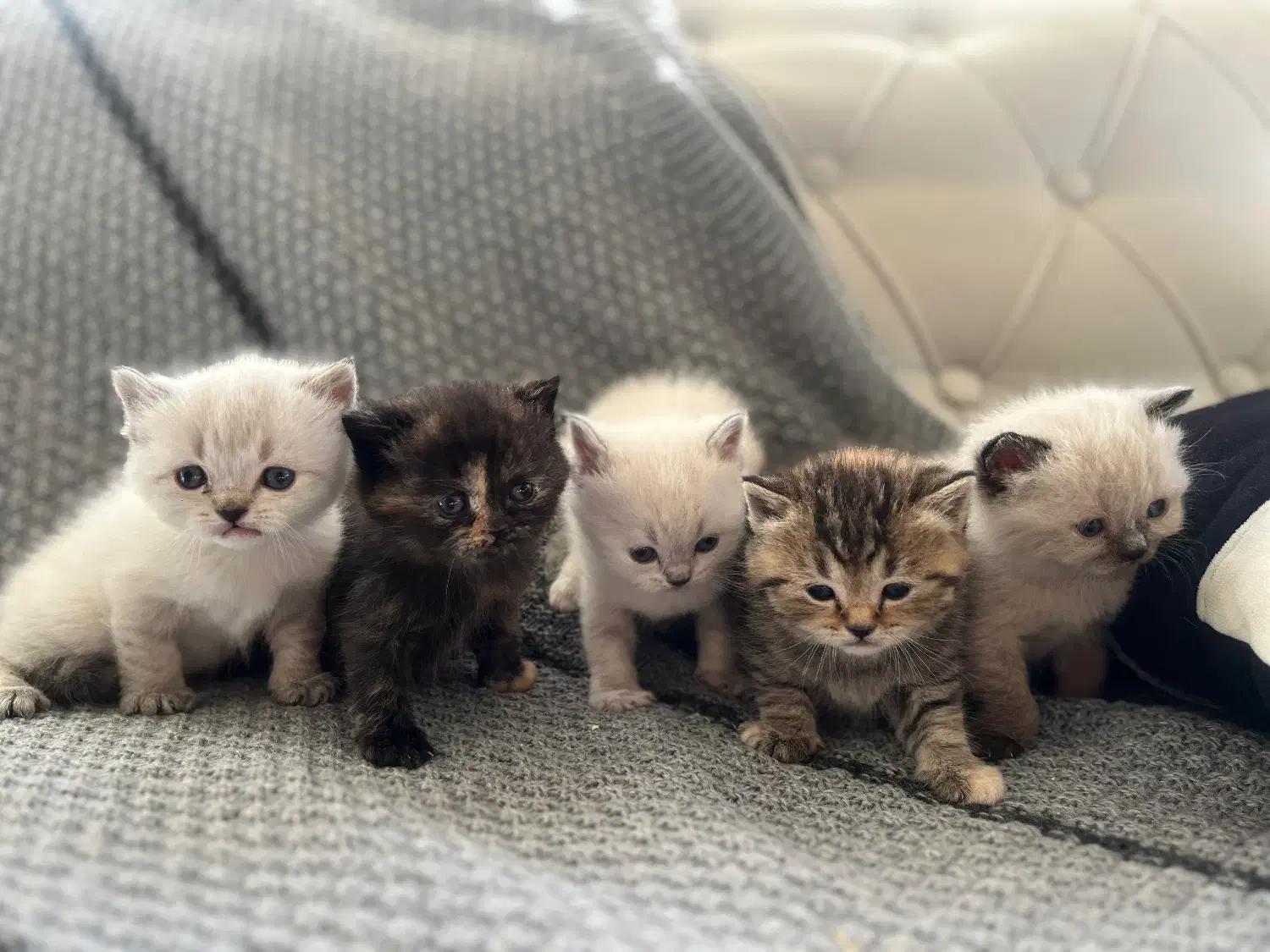 گربه|گربه|شاهینشهر, خبرنگار|دیوار