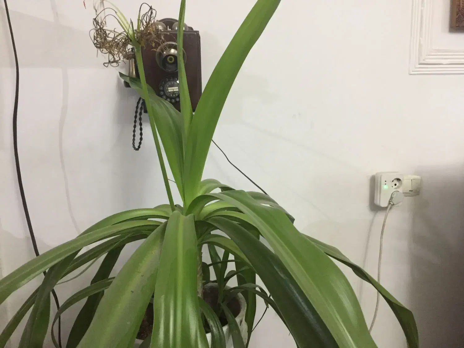 گلدان موزی|گل و گیاه طبیعی|زرند, |دیوار