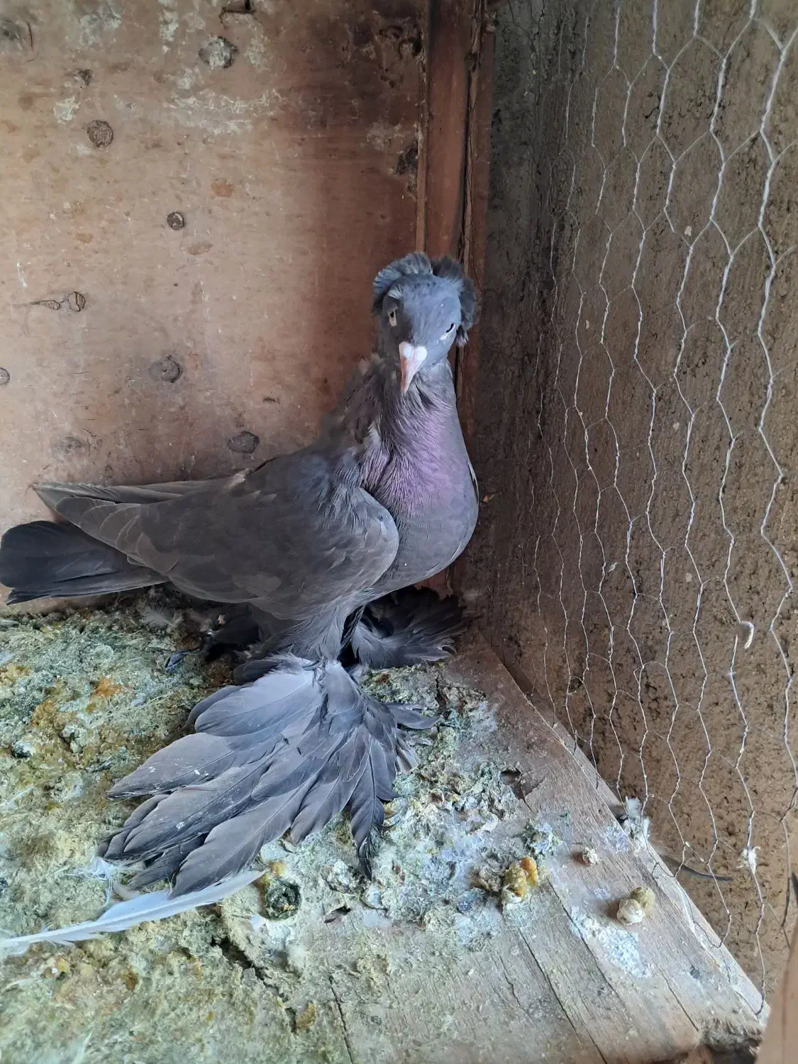 کبوتر الوان و لوتی و تهرانی هوا خور|پرنده|صوفیان, |دیوار