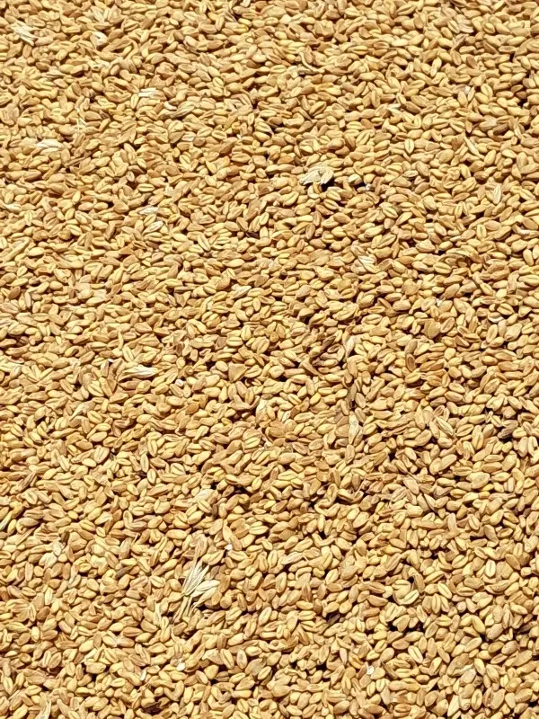 گندم ب شرط|خوردنی و آشامیدنی|نیشابور, گنبد سبز|دیوار