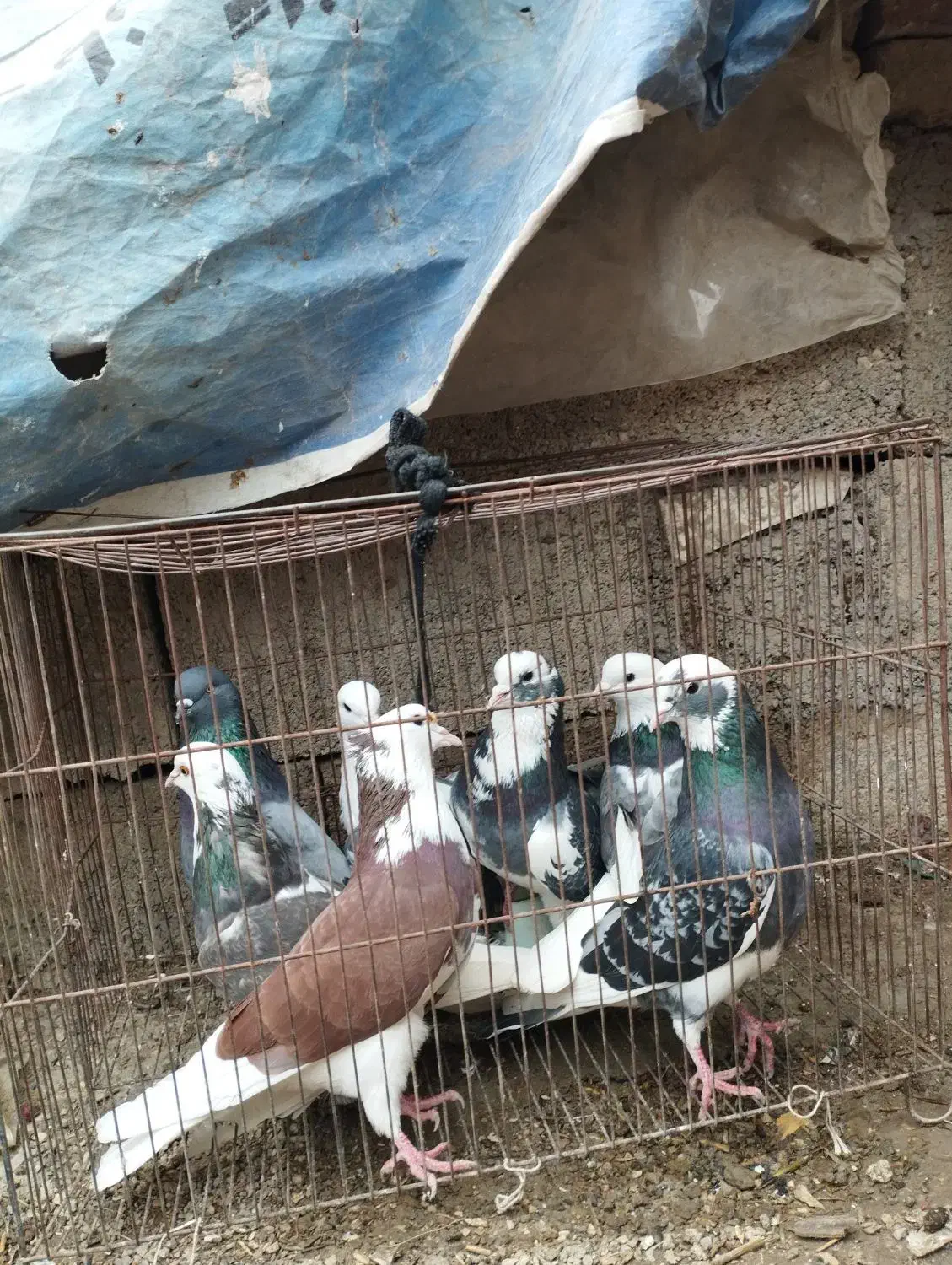 کفتر پرشی. شازده|پرنده|مینودشت, |دیوار