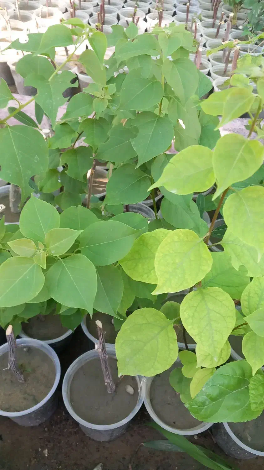 گل کاغذی و نهال توت|گل و گیاه طبیعی|میناب, |دیوار