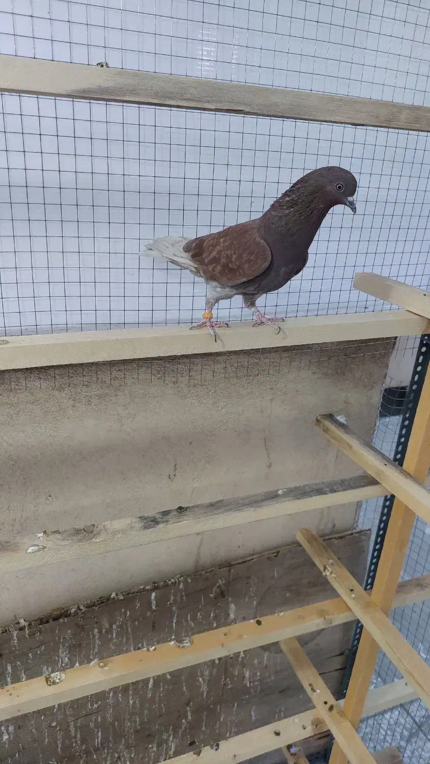 کفتر گرفتنی|پرنده|تهران, بریانک|دیوار