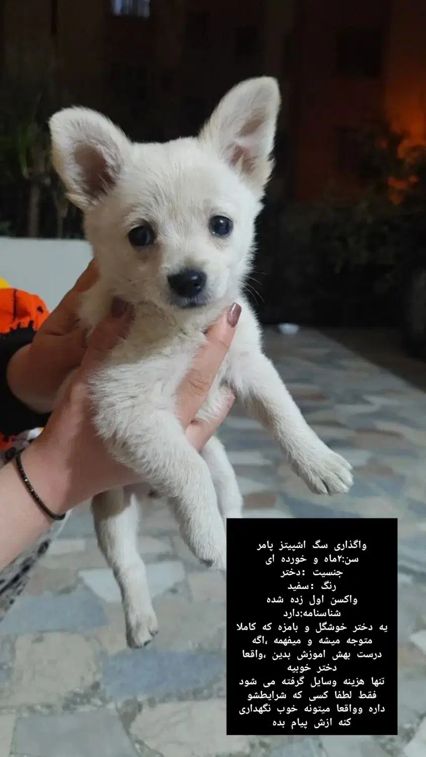 واگذاری|سگ|پرند, فاز ۲|دیوار