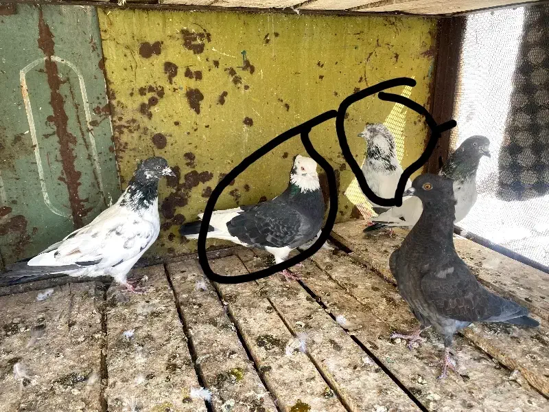 کبوتر فروشی|پرنده|بسطام, |دیوار