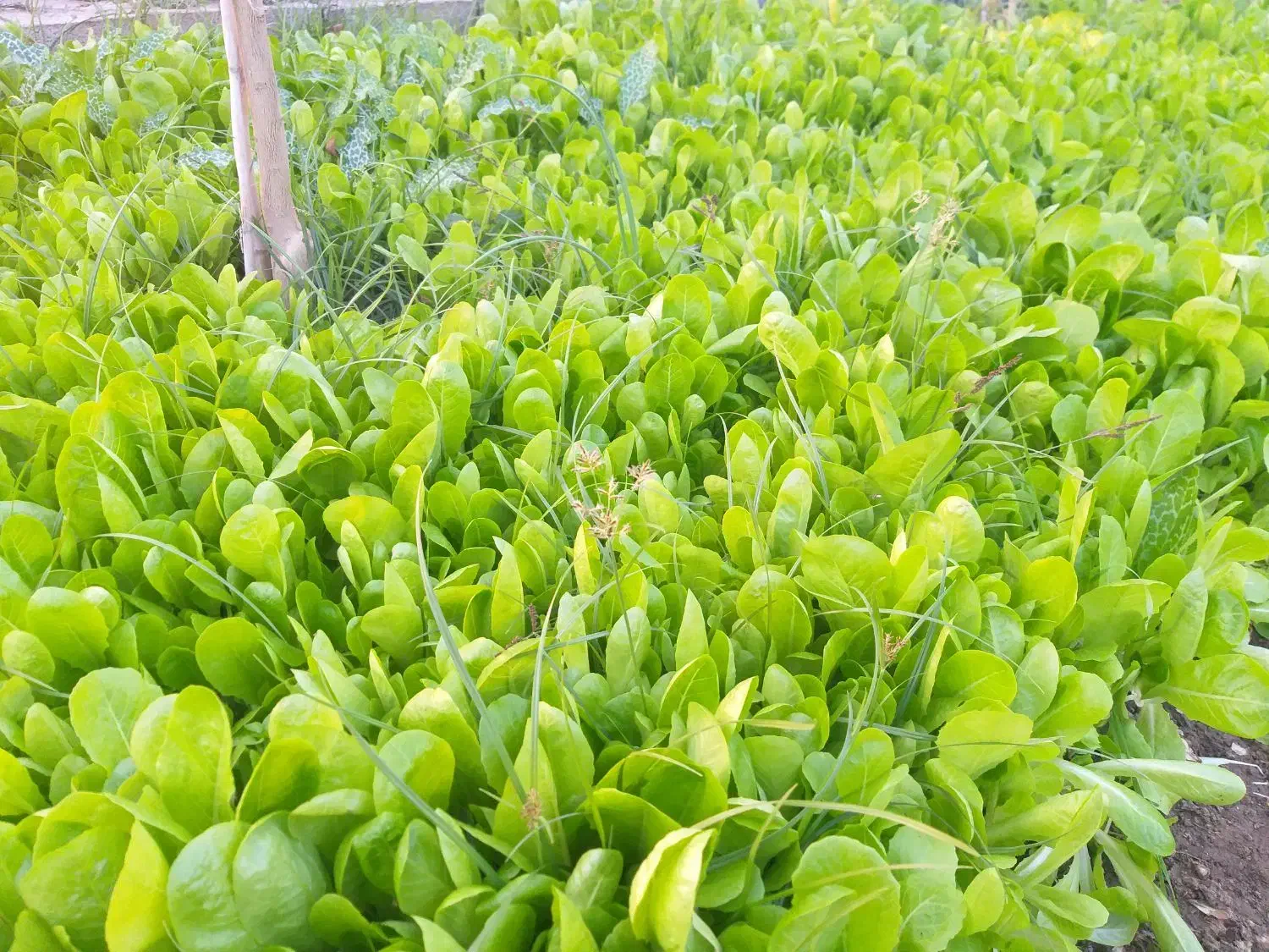 بذر کاهو|خدمات باغبانی و درختکاری|گنبد کاووس, |دیوار