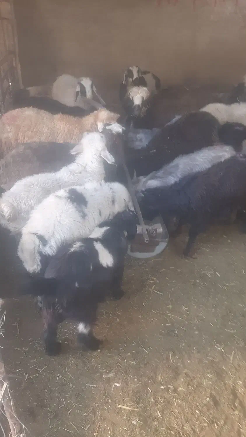 گوسفند زنده کهره بره|حیوانات مزرعه|شیراز, محمدیه|دیوار