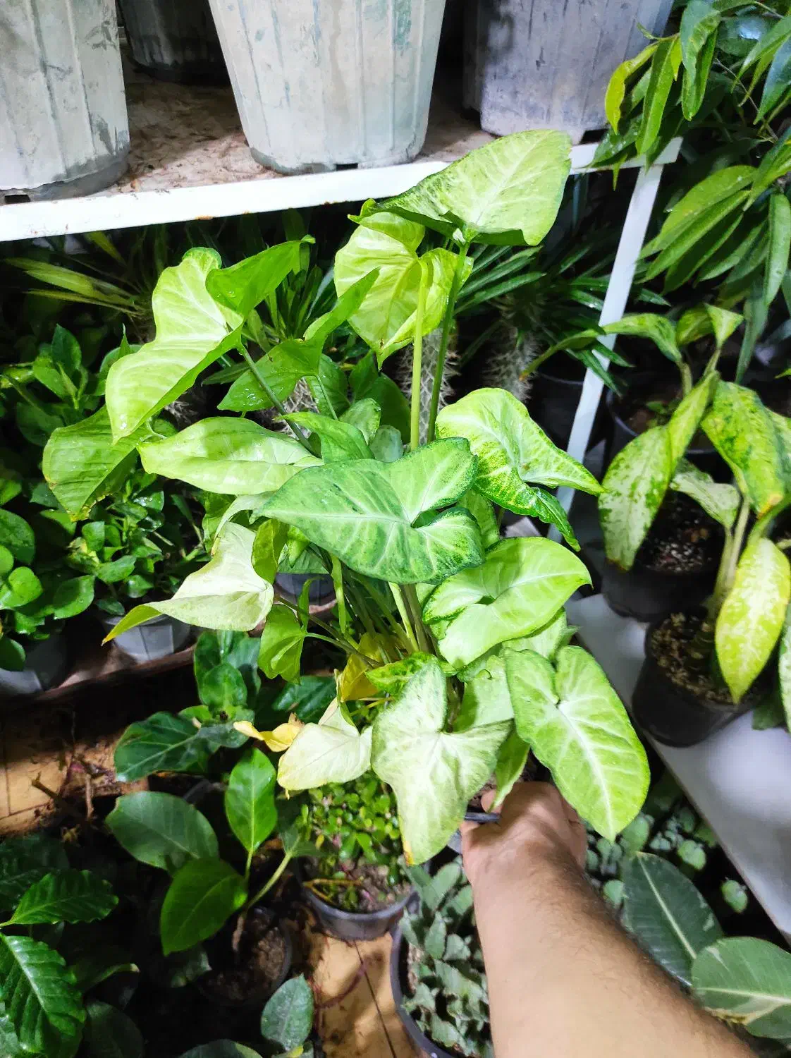 تخفیفات گل و گیاه مهران شروع شد|گل و گیاه طبیعی|بیرجند, |دیوار