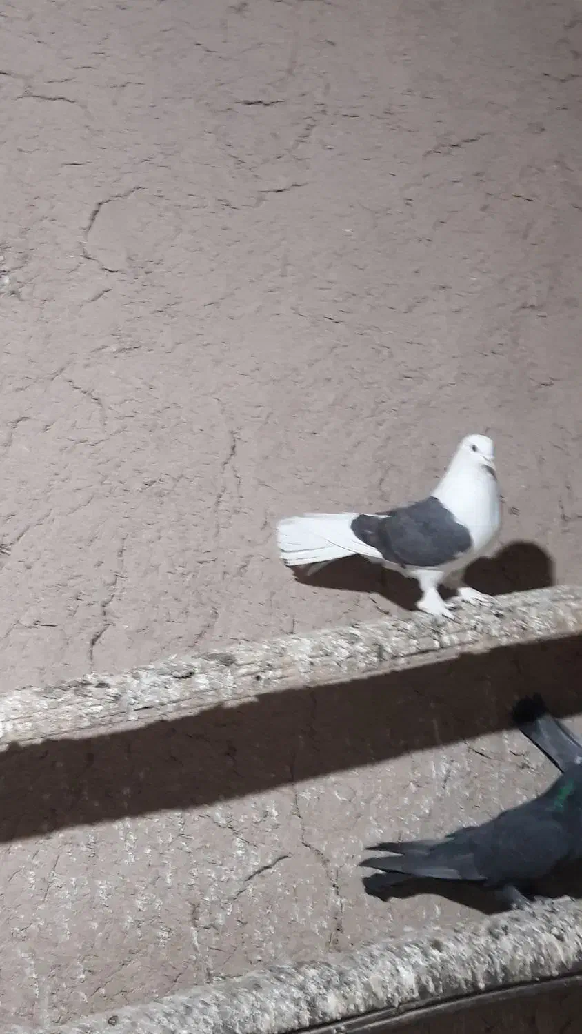 کبوتر اصفهانی|پرنده|خمینی‌شهر, |دیوار