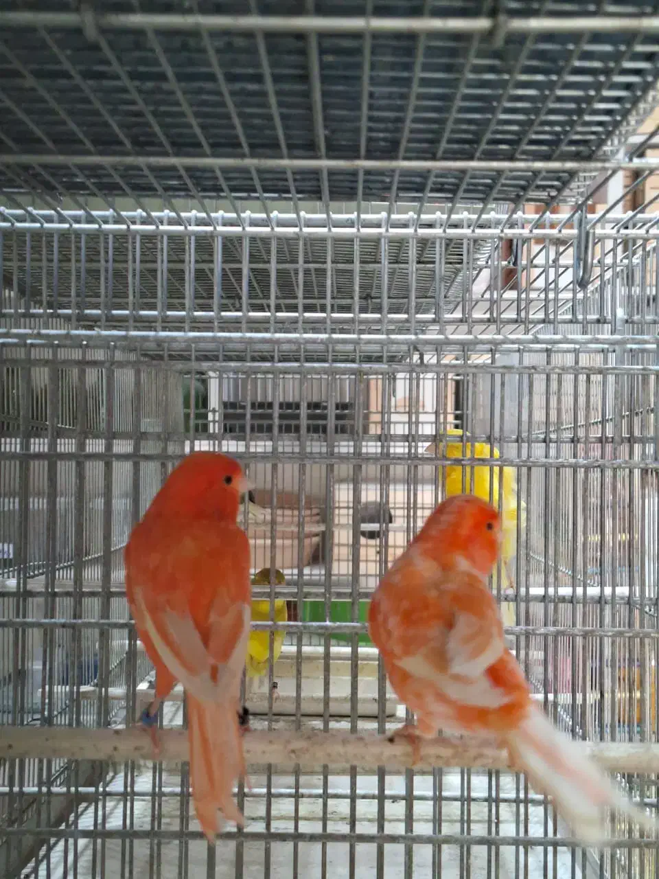 قناری رسمی و رد فکتور|پرنده|اندیشه, اندیشه فاز ۲|دیوار