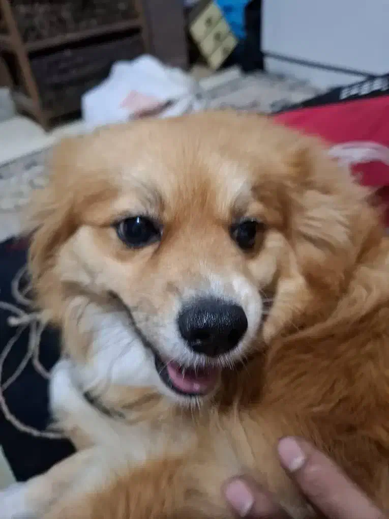 سگ پامر خرسی|سگ|فردیس, سرحد آباد|دیوار