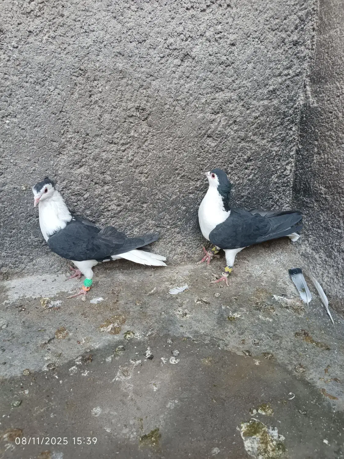 یک جفت کفتر نر و ماده ساده سیاه کاکولی|پرنده|قائن, |دیوار