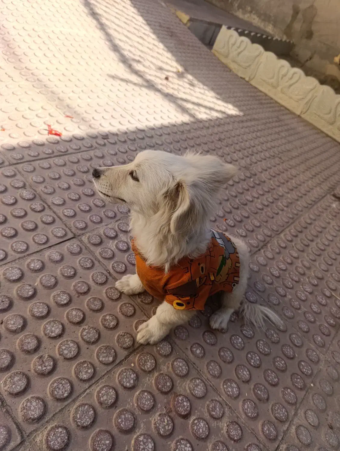 توله سگ پامر اشپیتز نر|سگ|اسدآباد, |دیوار