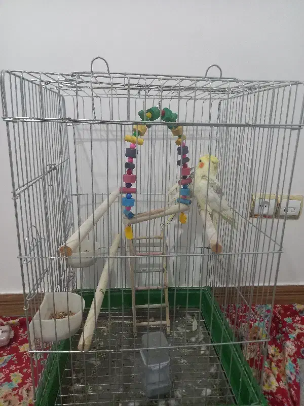 دوعددعروس هلندی نرو ماده باقفس ولونه فروشی|پرنده|نوبران, |دیوار