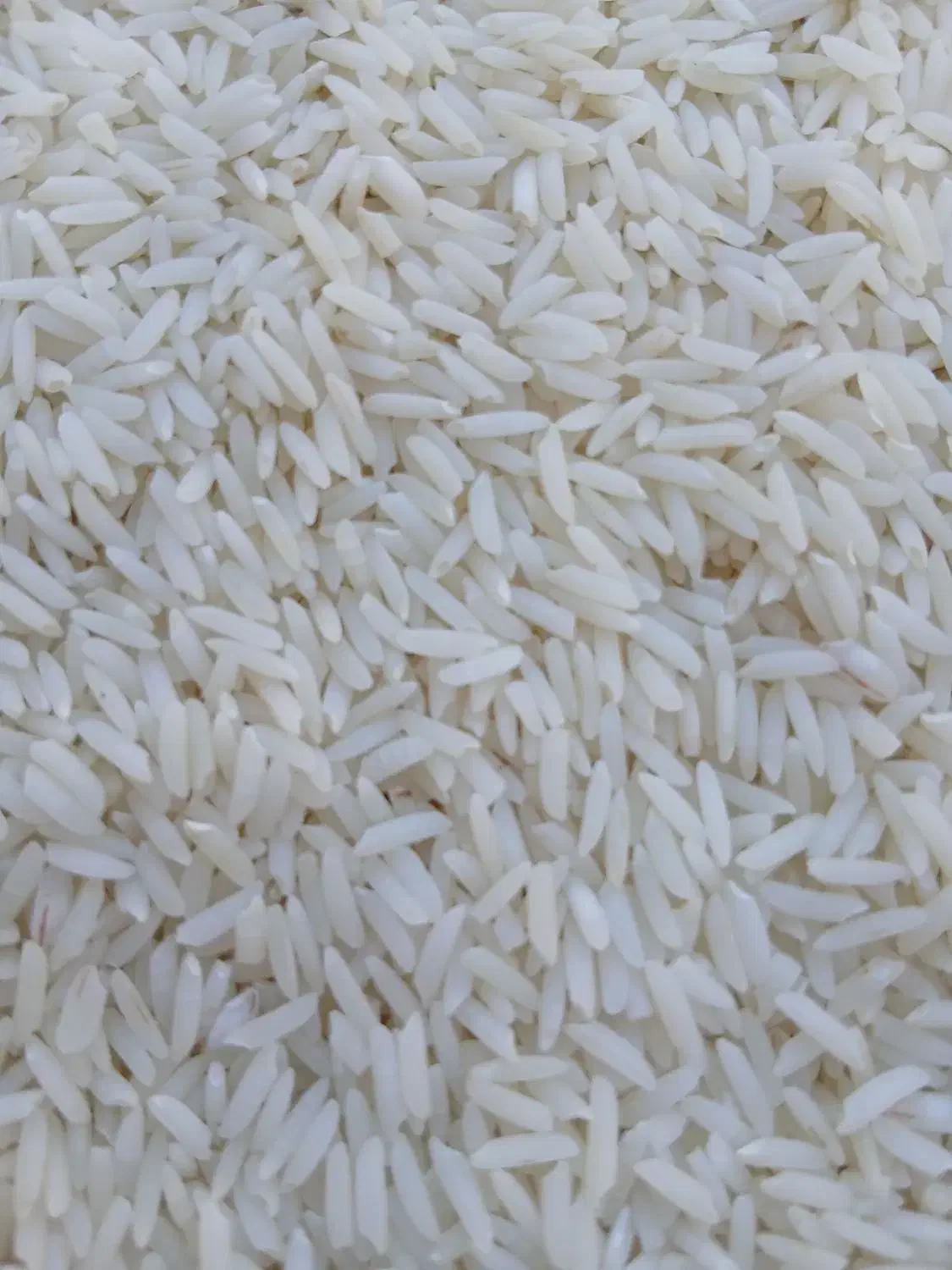 فروش برنج هاشمی مغان|خوردنی و آشامیدنی|پارسآباد, |دیوار