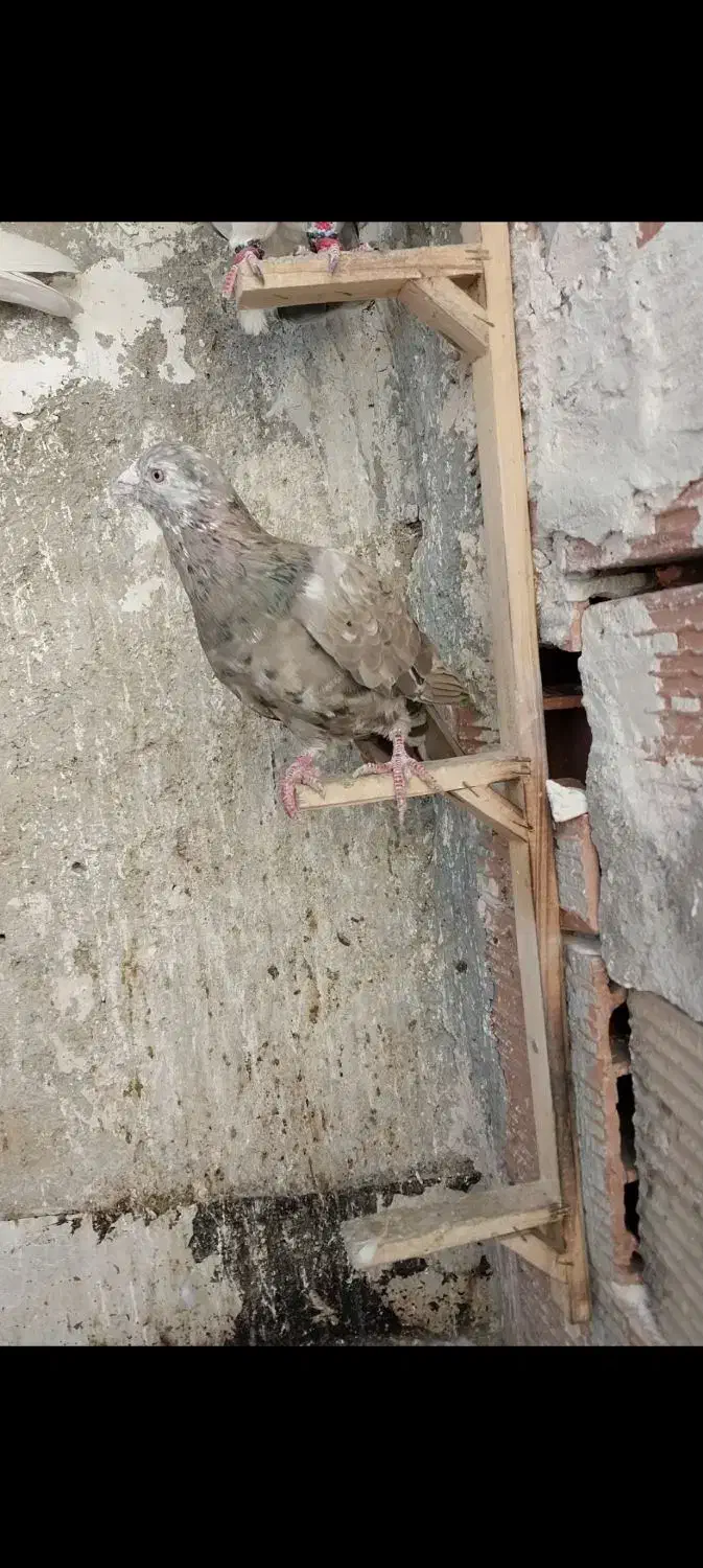 سار شکلاتی نر صید .شیروان|پرنده|شیروان (خراسان), |دیوار