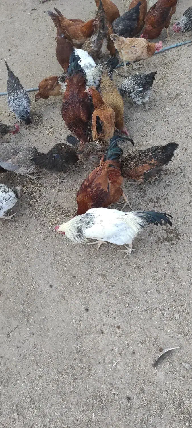 خروس محلی|حیوانات مزرعه|کنگاور, |دیوار