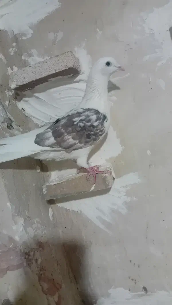 کبوتر پرشی نر|پرنده|اسفراین, |دیوار