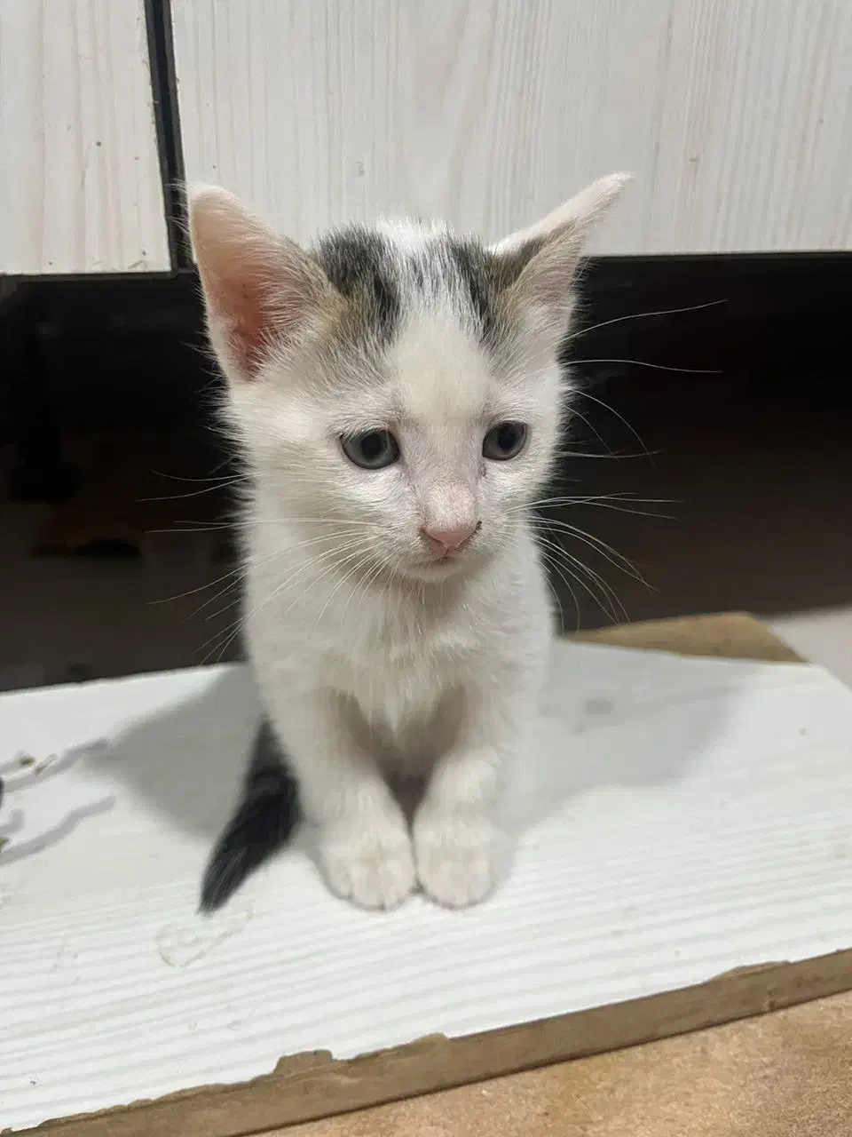 واگذاری گربه|گربه|بندر ماهشهر, |دیوار