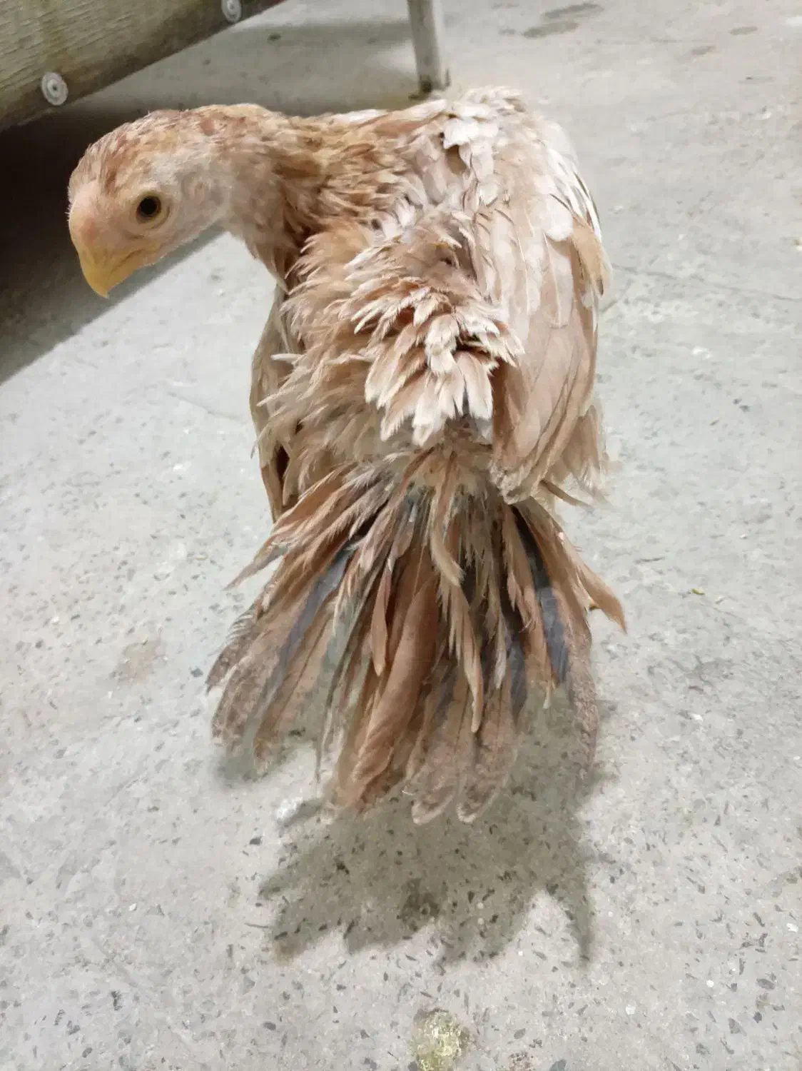 لاری هندی|پرنده|رباط‌کریم, نصیرشهر|دیوار