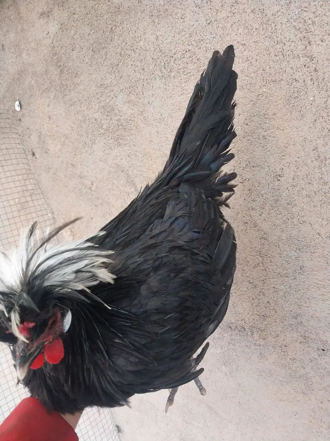 جوجه خروس لهستانی اصل|حیوانات مزرعه|فردوس (خراسان), |دیوار