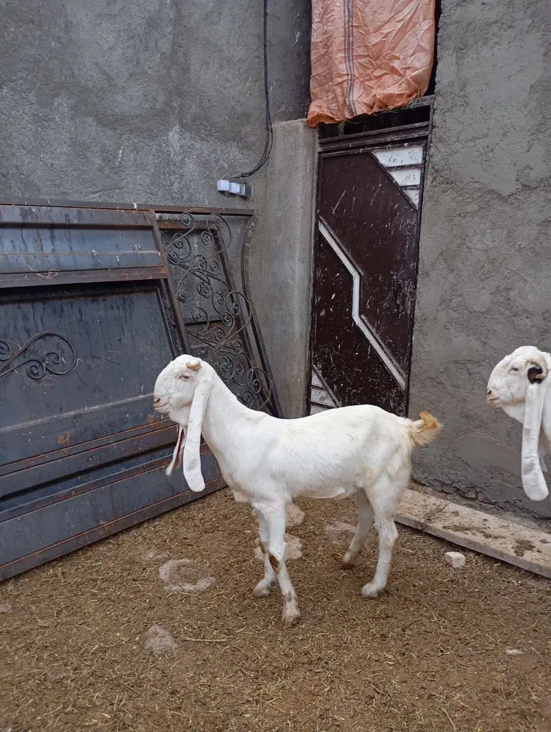 4تا بز گلابی جوان آبستن مایه دار|حیوانات مزرعه|بروجرد, |دیوار