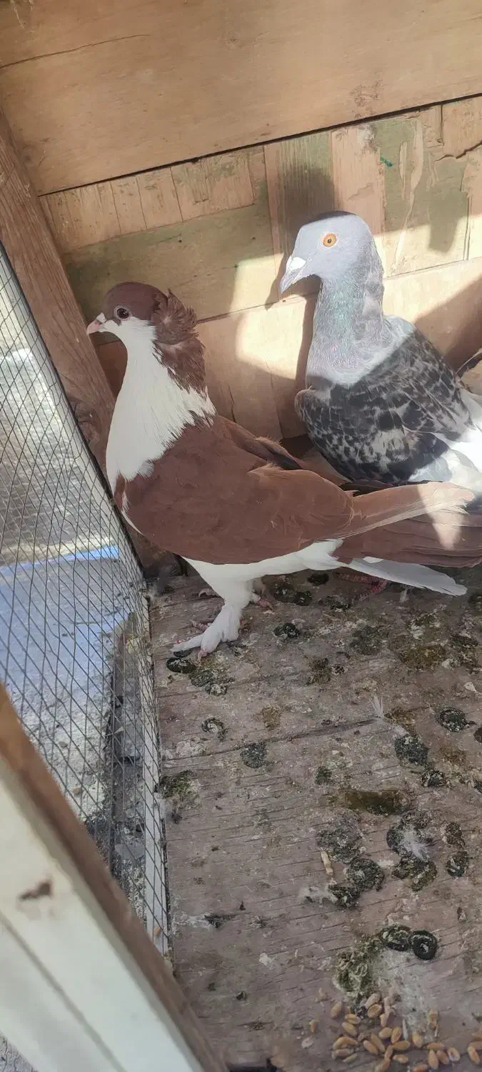 6تاپرنده ی بوم|پرنده|قزوین, |دیوار