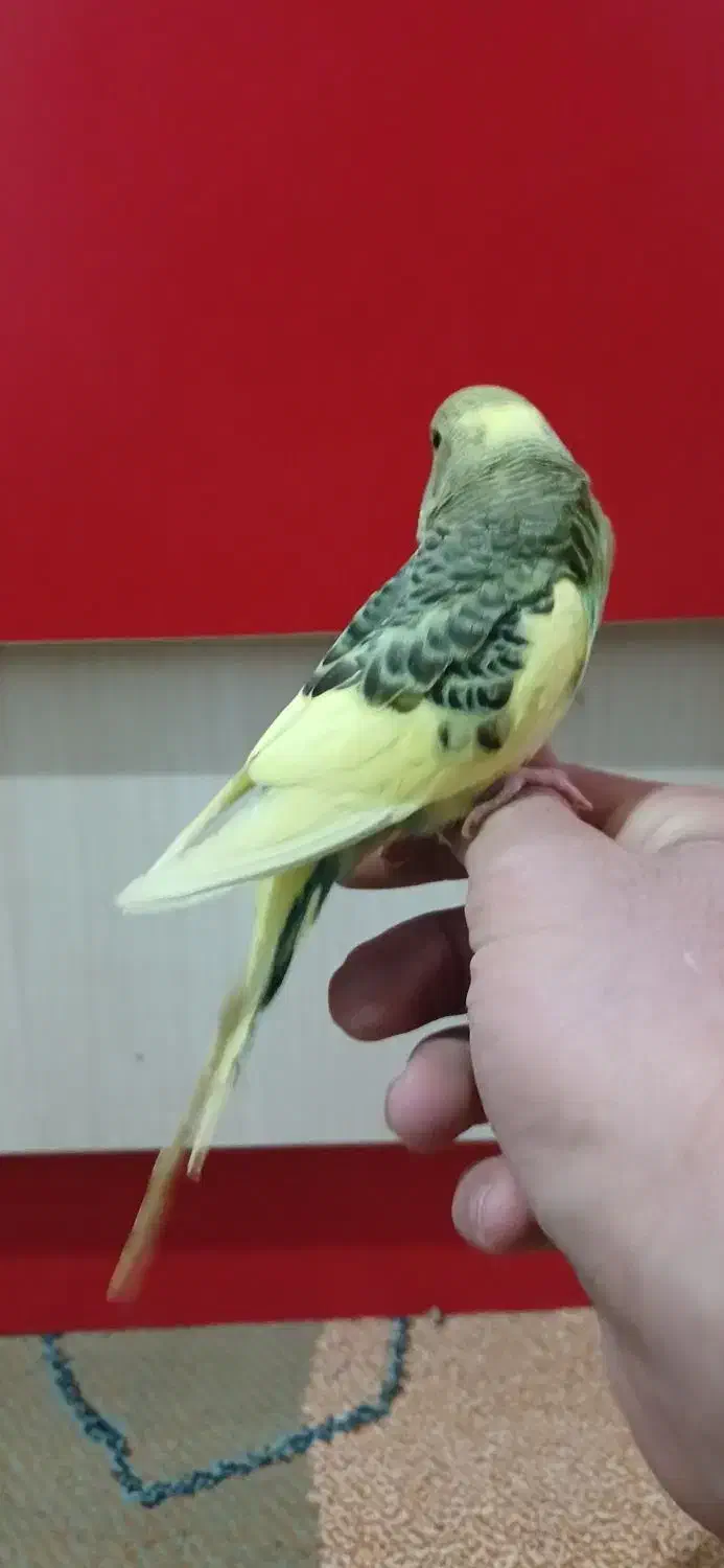 مرغ عشق|پرنده|اراک, |دیوار