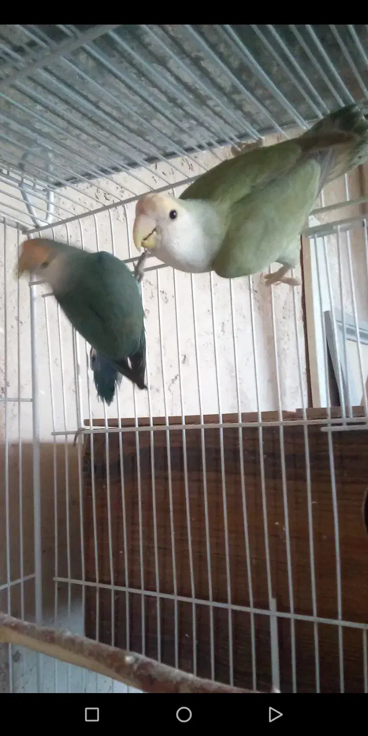 یک جفت مرغ عشق پروانه ای و دو جفت کوتوله برزیلی.|پرنده|نیشابور, ریوند|دیوار