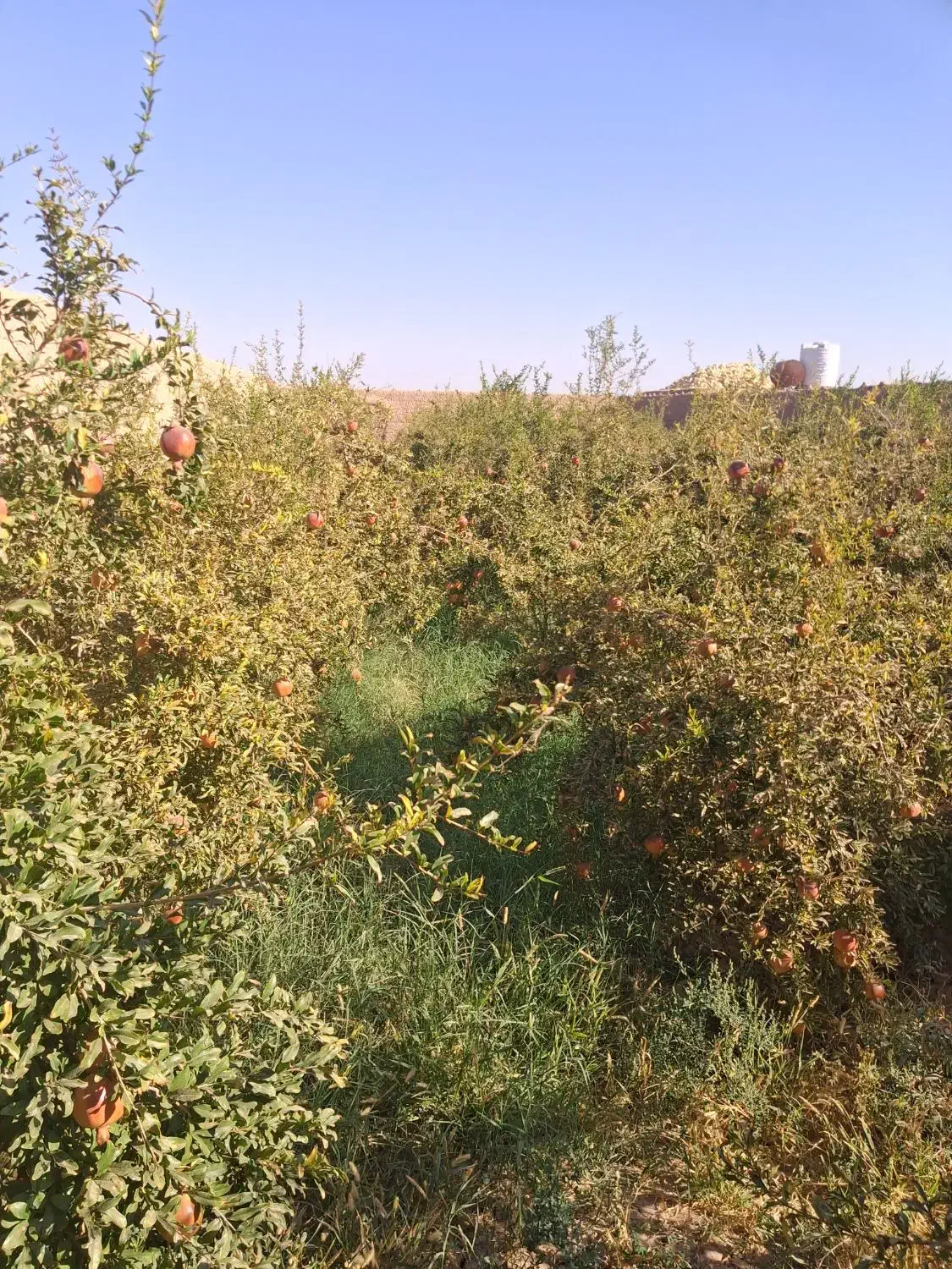 فروش انار|خوردنی و آشامیدنی|میبد, |دیوار