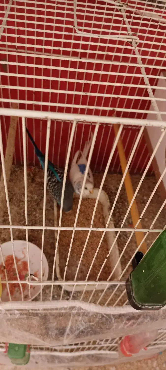 مرغ عشق|پرنده|شیروان (خراسان), |دیوار