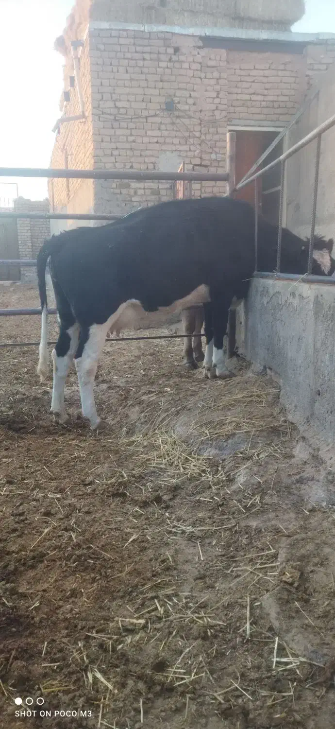 تخت شکم اول|حیوانات مزرعه|سبزوار, رباط|دیوار