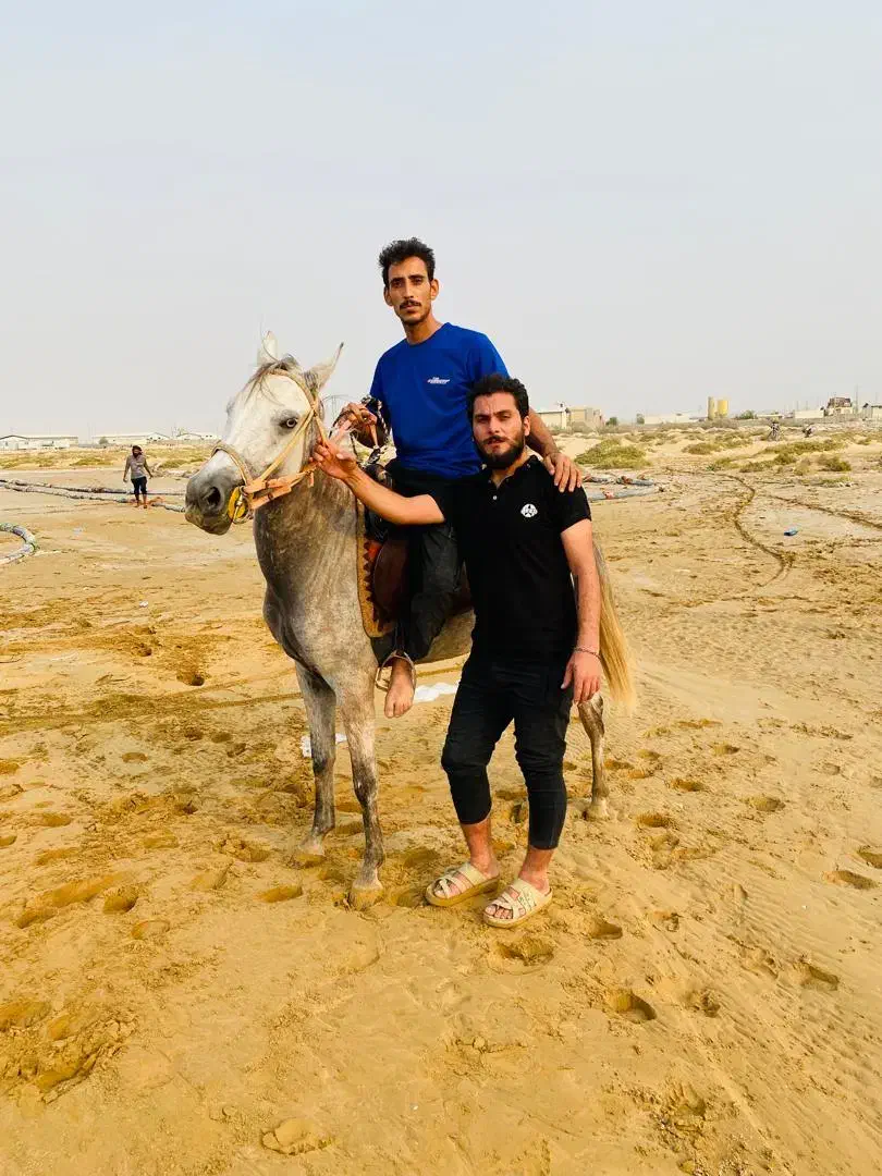 اسب کرد|اسب و تجهیزات اسبسواری|بندر کنگان, |دیوار