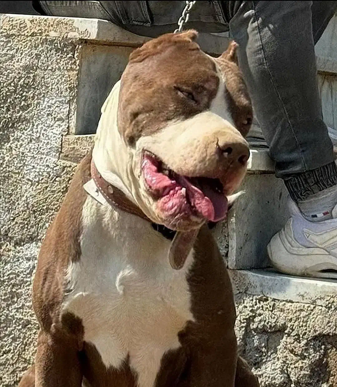 پیتبول استافورد ( وارداتی )|سگ|تهران, جردن|دیوار