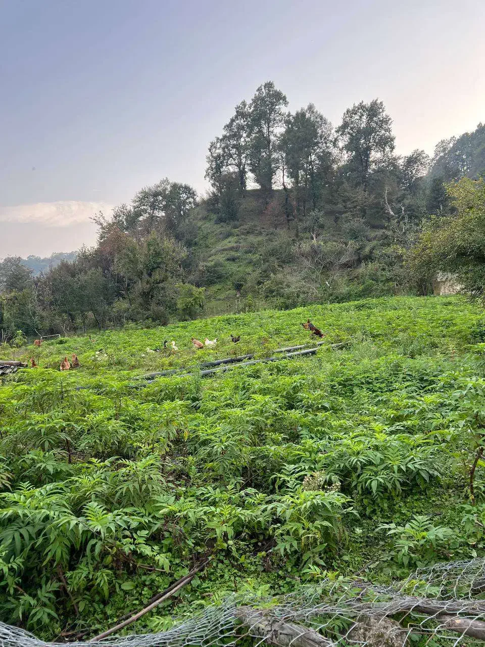 زمینی برای ساختن اعتبار ۵۰۰ متر باویوی ابدی|فروش زمین و ملک کلنگی|آستارا, |دیوار