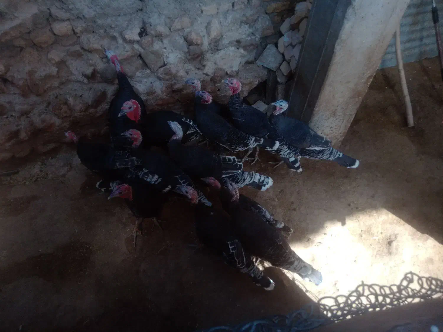 بوقلمون های جوان|حیوانات مزرعه|قیدار, |دیوار