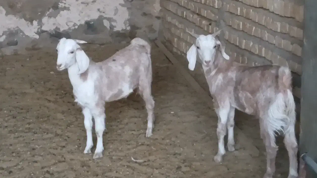 بزغاله نر|حیوانات مزرعه|کاشمر, |دیوار