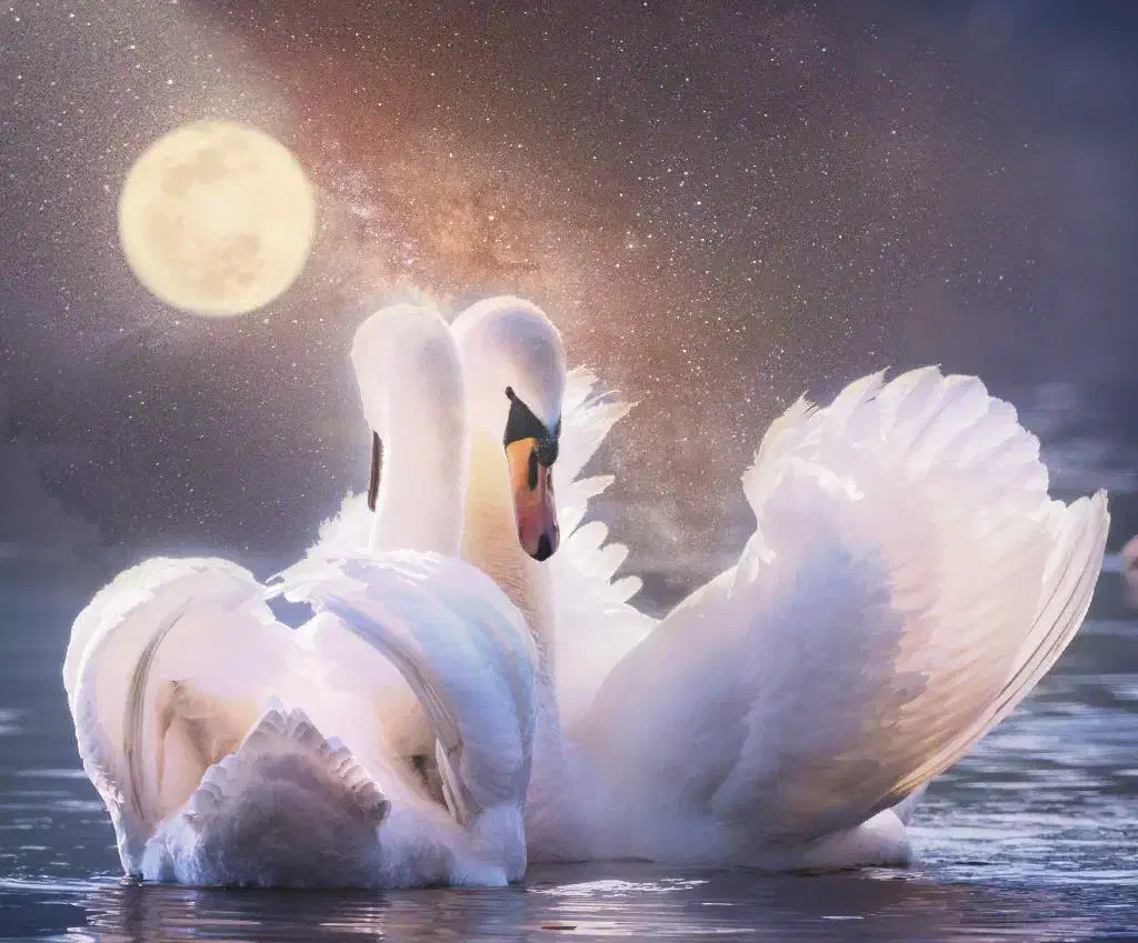 مرغ فنچ بوقلمون کفتر اردک خرگوش جوجه معاوضه وفروش|حیوانات مزرعه|کرمان, |دیوار