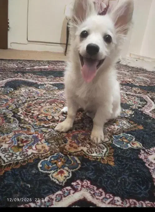 سگ پامر اشپیتز|سگ|کرمان, |دیوار