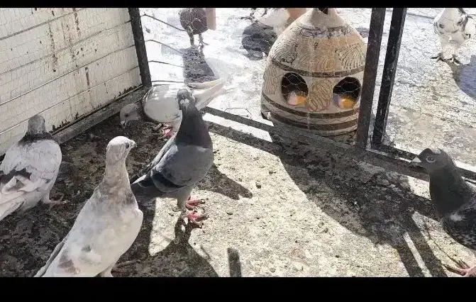 6تا جوجه پلاکی غوره ای|پرنده|شیراز, شهرک مهدیه|دیوار