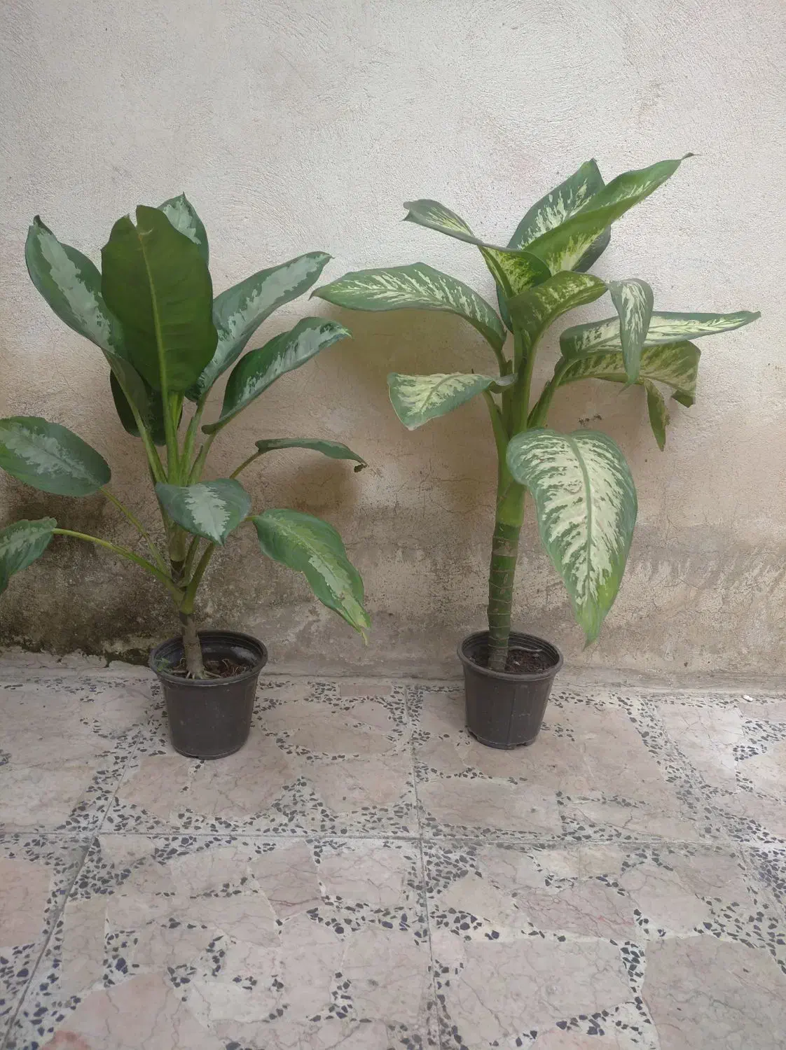 گل دیفن|گل و گیاه طبیعی|رشت, دیانتی|دیوار