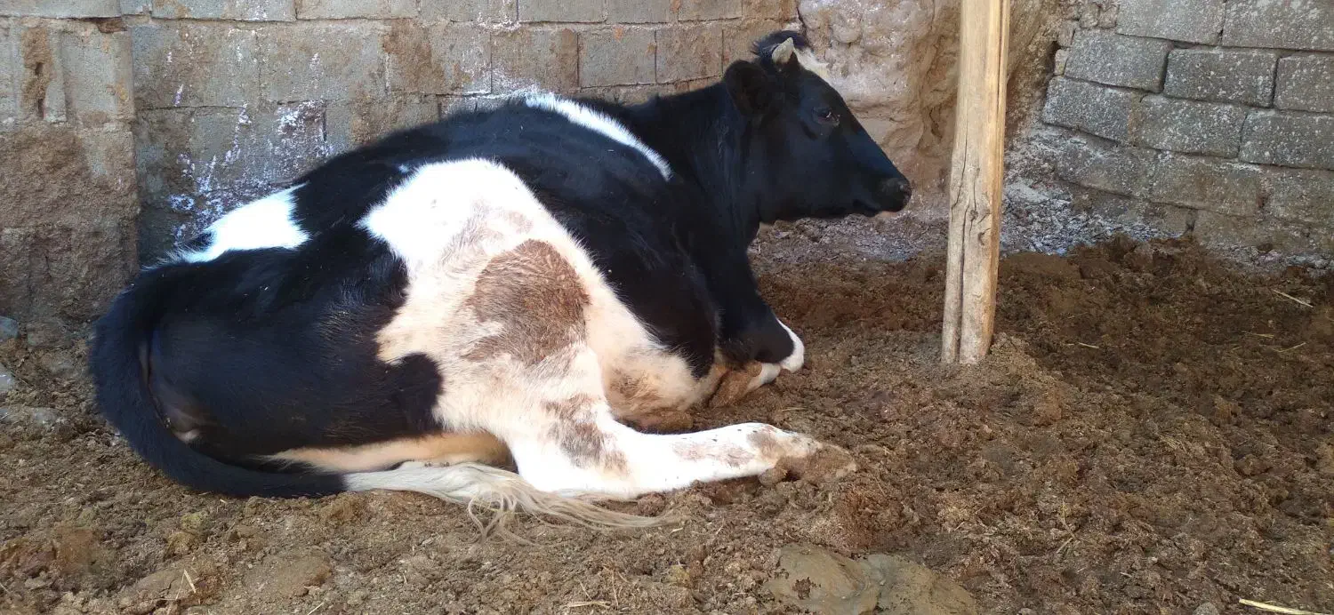 کود گاوی|عمدهفروشی|تربت جام, میان جام|دیوار