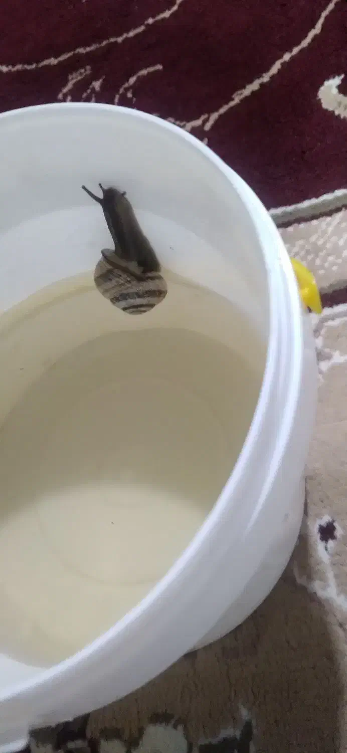 حلزون|خزنده|شوش, |دیوار