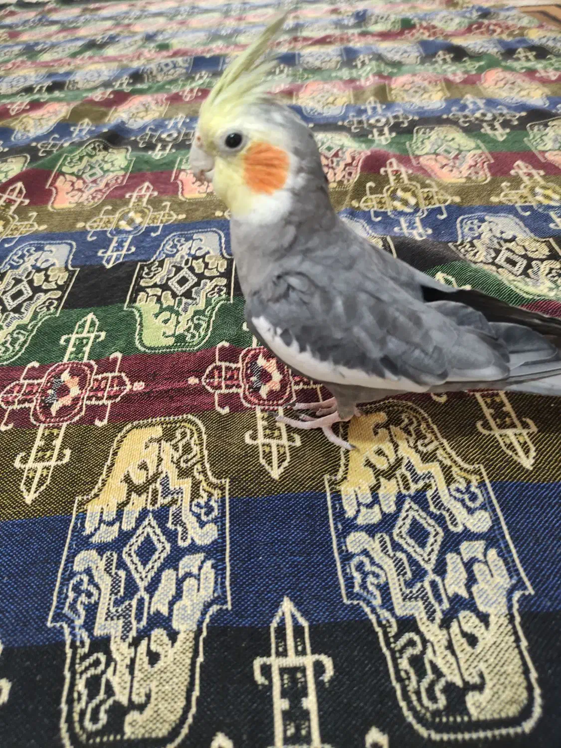 عروس هلندی جفت سخنگو|پرنده|صحنه, |دیوار