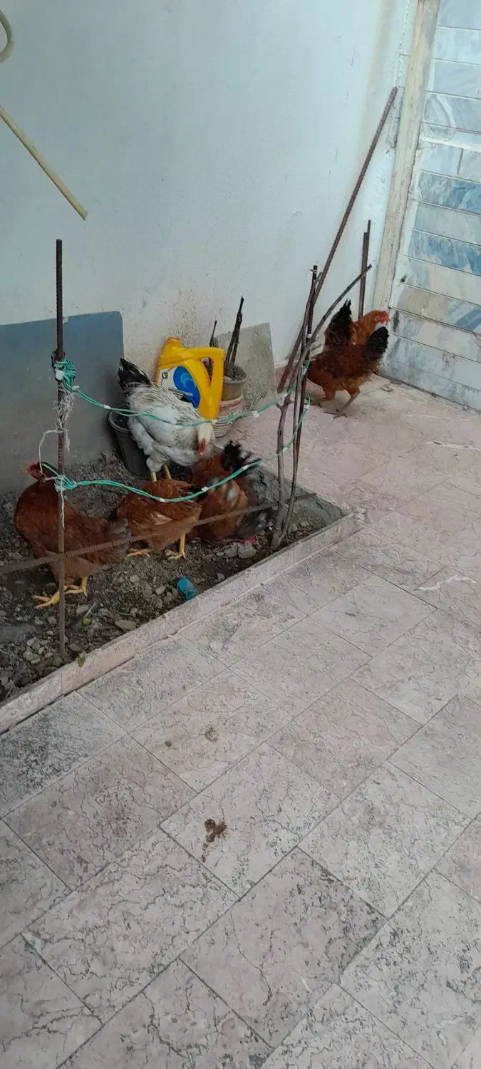 خروس ومرغ محلی|حیوانات مزرعه|رشت, جهاد|دیوار