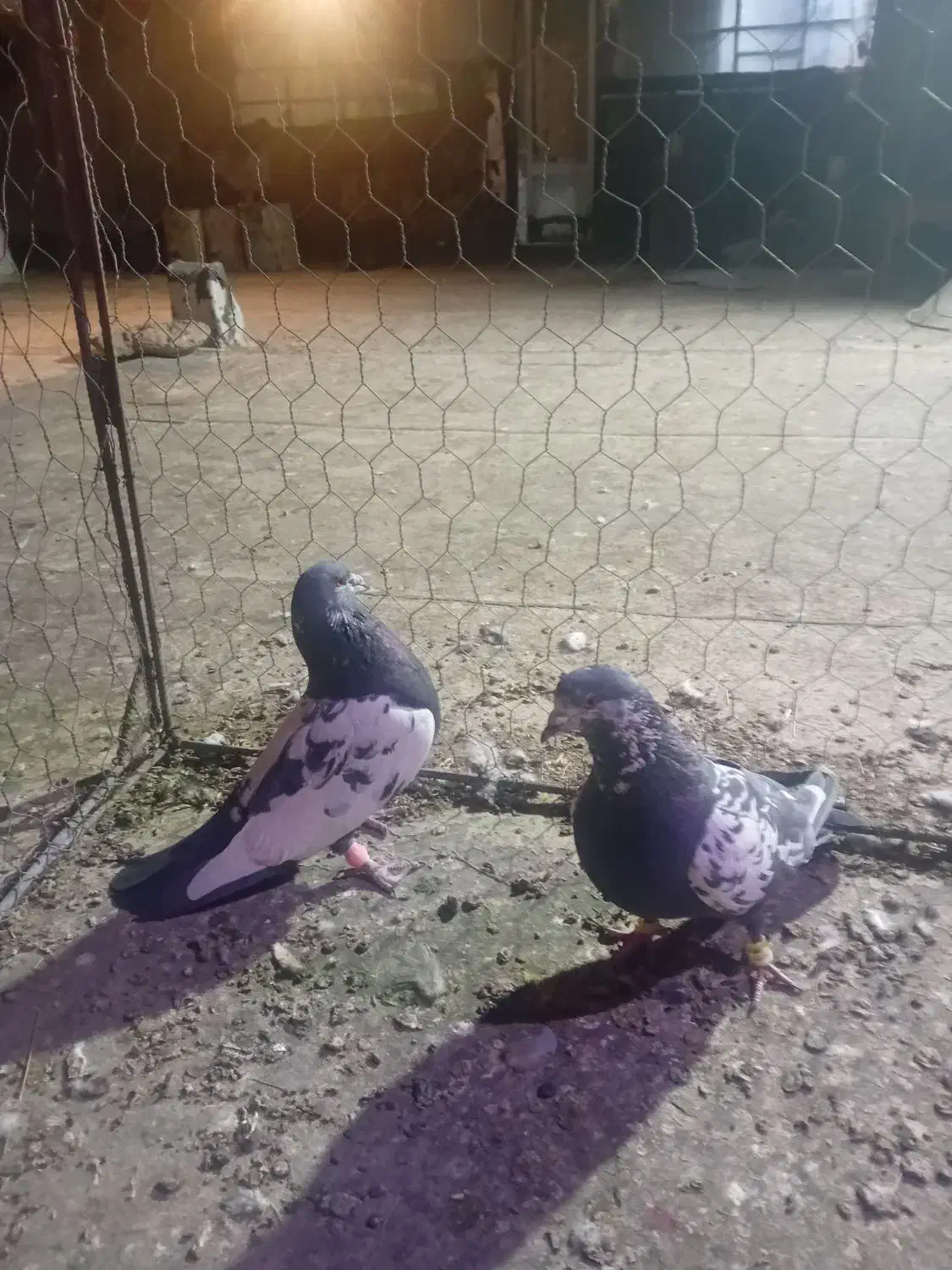 کبوتر|پرنده|تربت‌حیدریه, پائین ولایت|دیوار