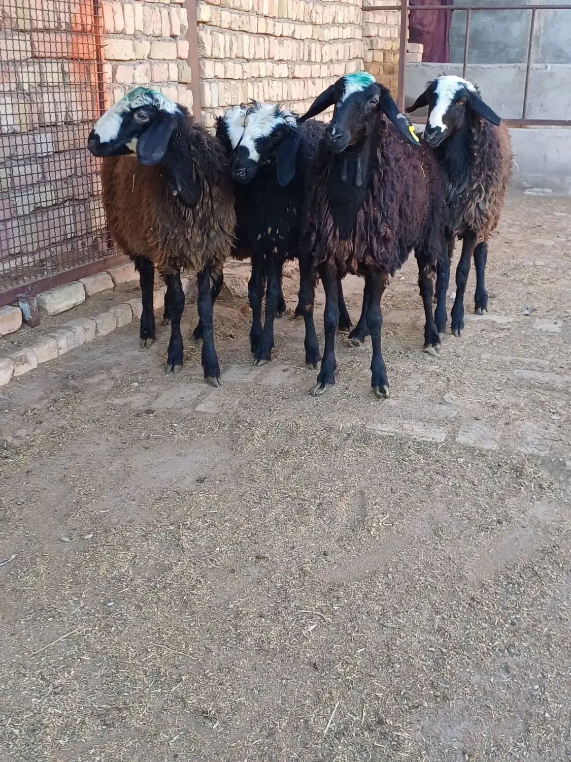 برهای ماده شالی|حیوانات مزرعه|قزوین, |دیوار