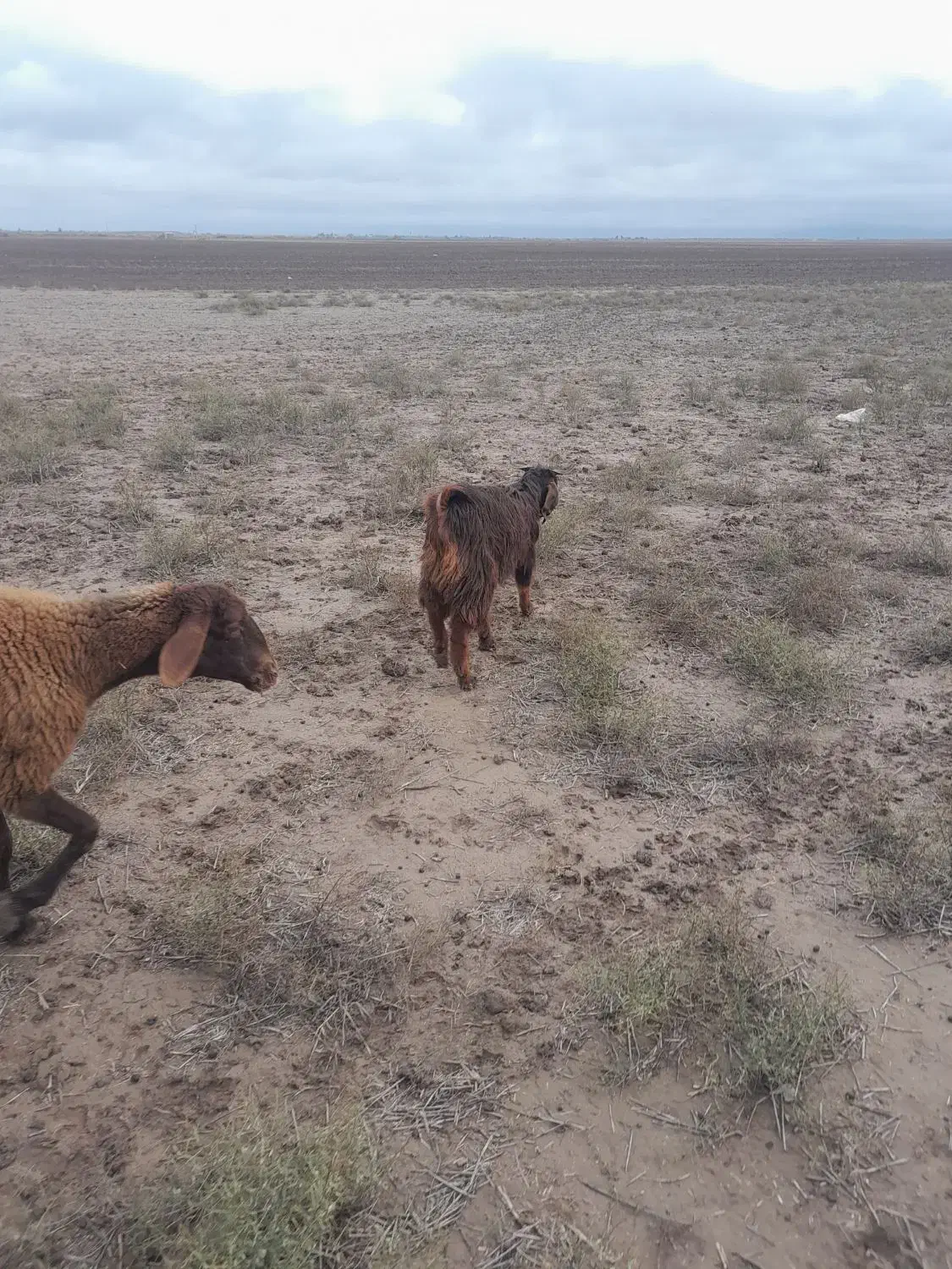 فروش یک عدد بزغاله نر|حیوانات مزرعه|آق قلا, |دیوار