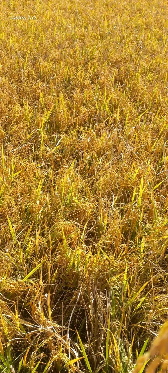 برنج طارم|خوردنی و آشامیدنی|ایلام, |دیوار